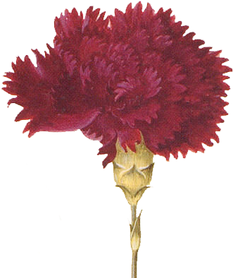 This Is A Wonderful Early Botanical Illustration Of - Dark Red Carnations Transparent (370x428)
