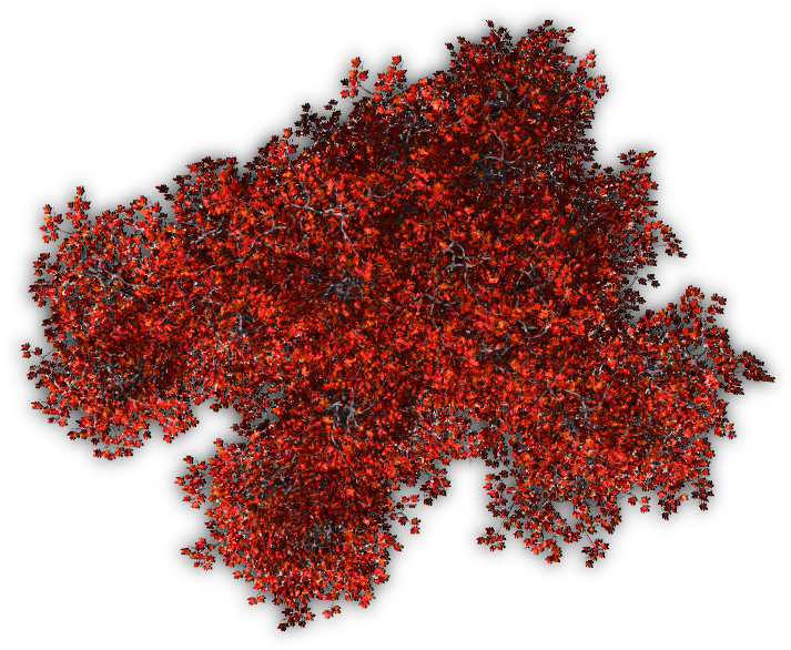 Tree Shrub Red Berberis Thunbergii Plant - Red Trees Top View Png (723x638)