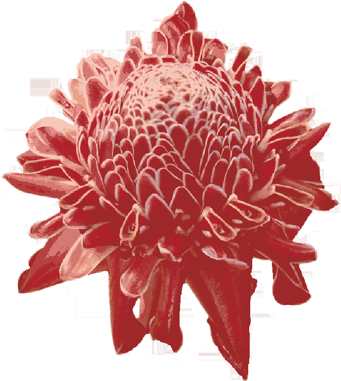Flower, Tropical, Hawaii, Red, Orange, Petals, Bloom - Tropical Flowers Png (800x802)