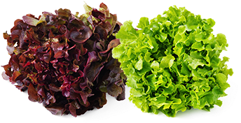 Oak-red And Green - Roe (585x390)