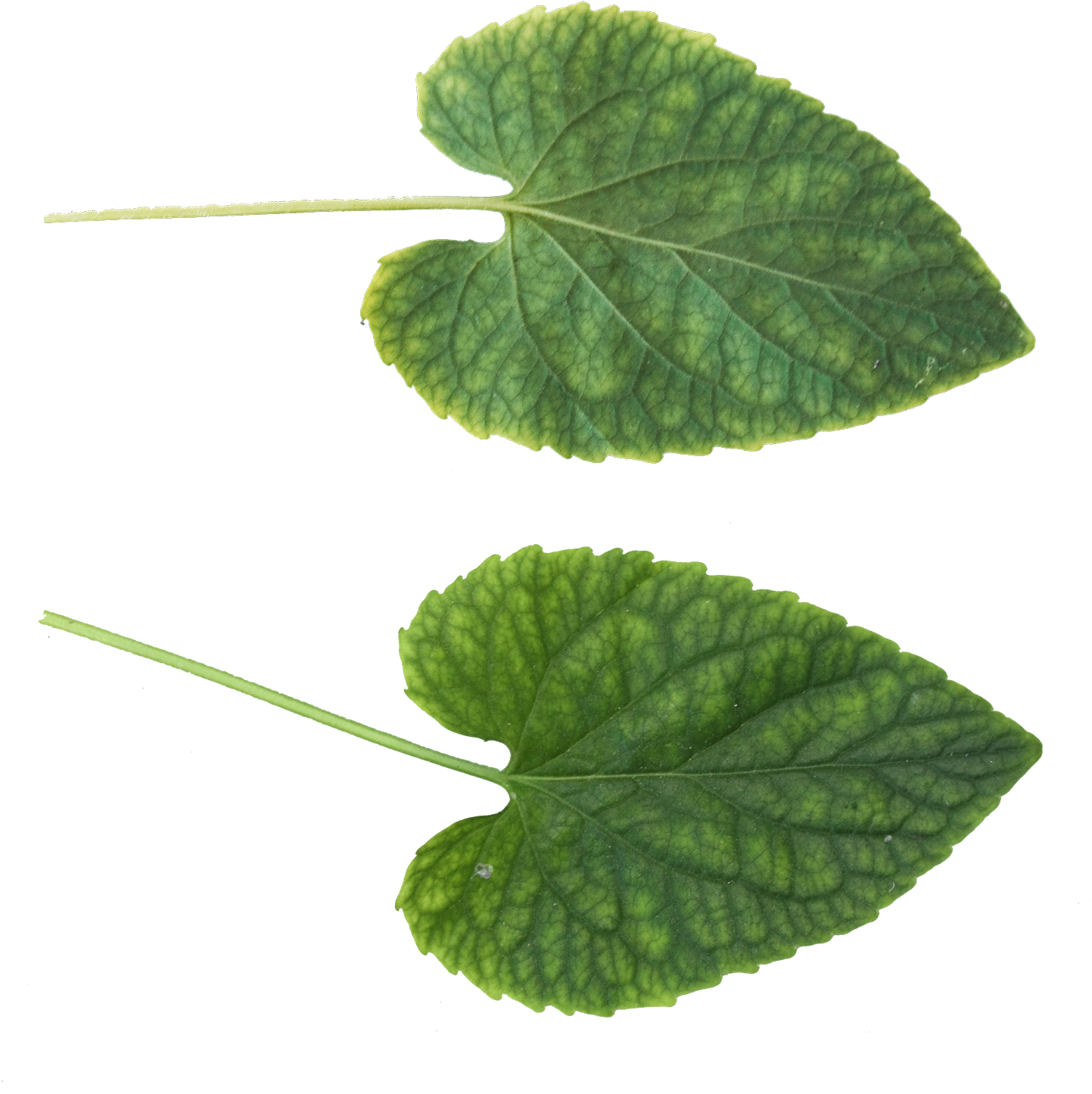 Green Leaves Png Image - Leaf Png (1566x1600)