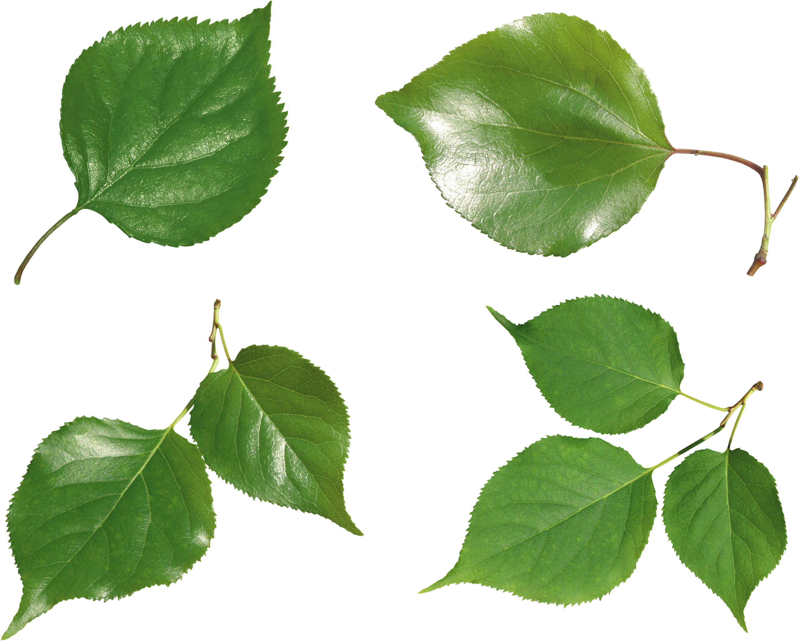 Green Leaves Png Image - Portable Network Graphics (2800x2386)