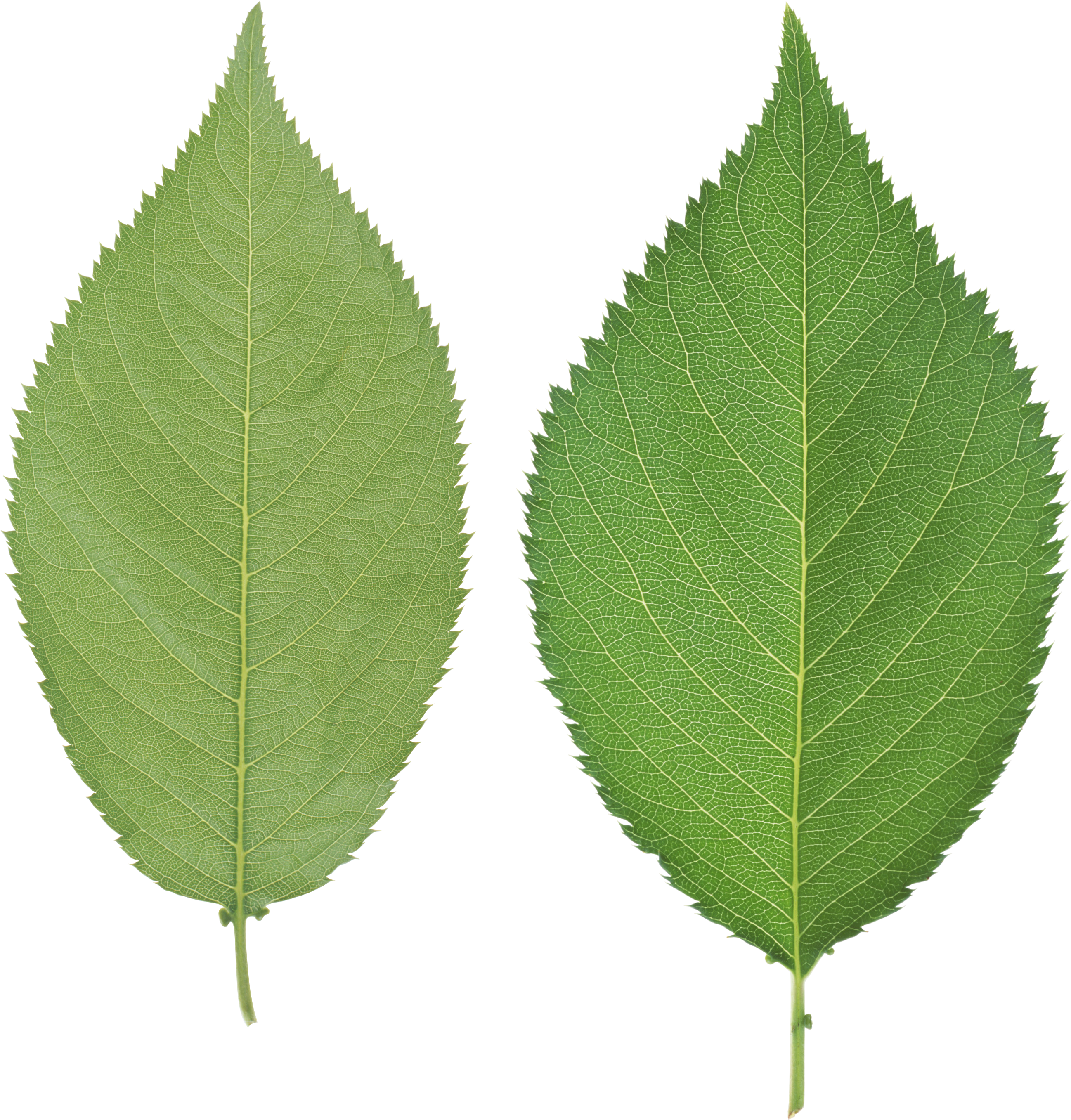 Green Leaves Png Image - Leaf Png (2842x2872)