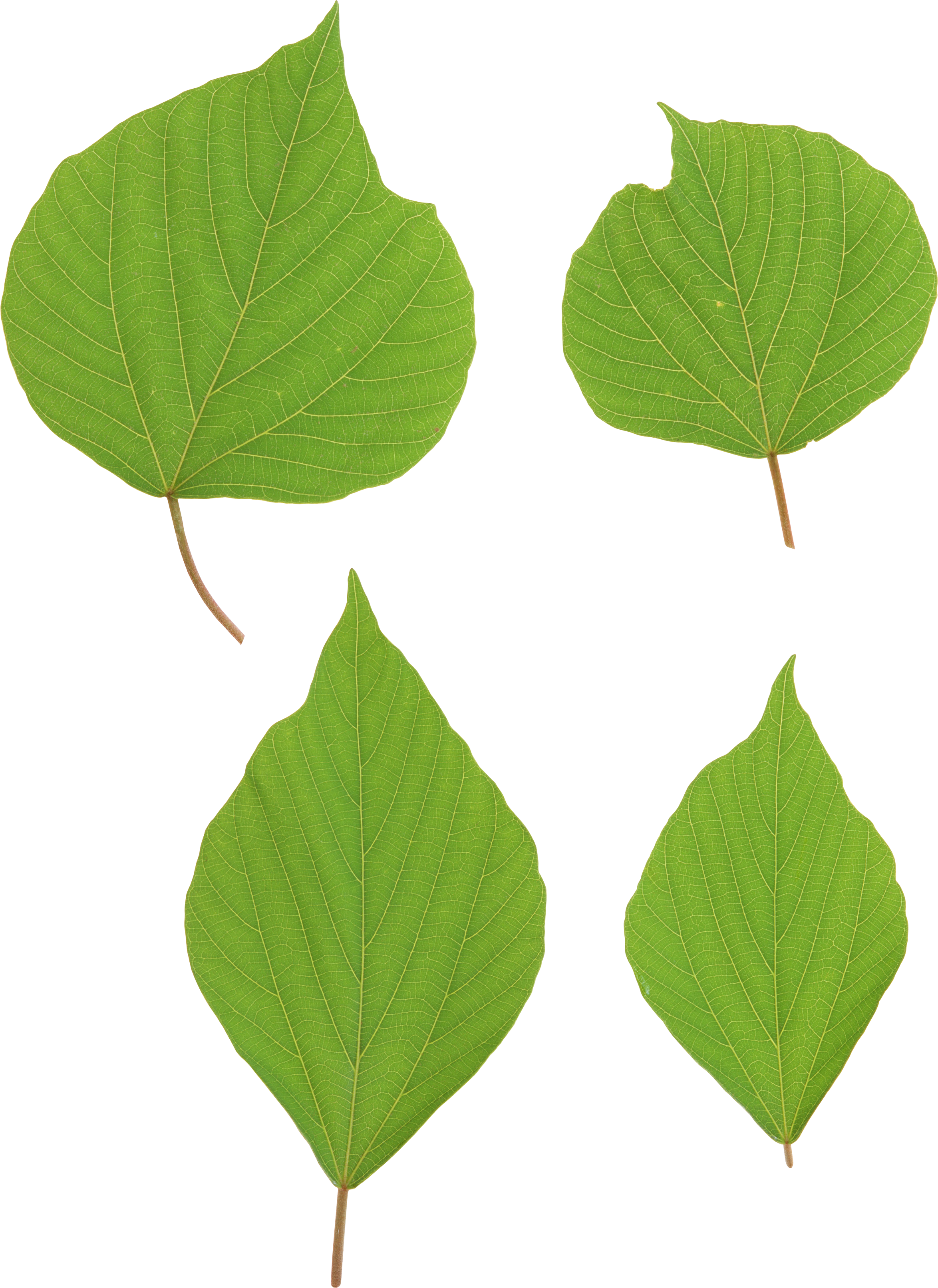 Green Leaves Png Image - Leaf (2348x3225)
