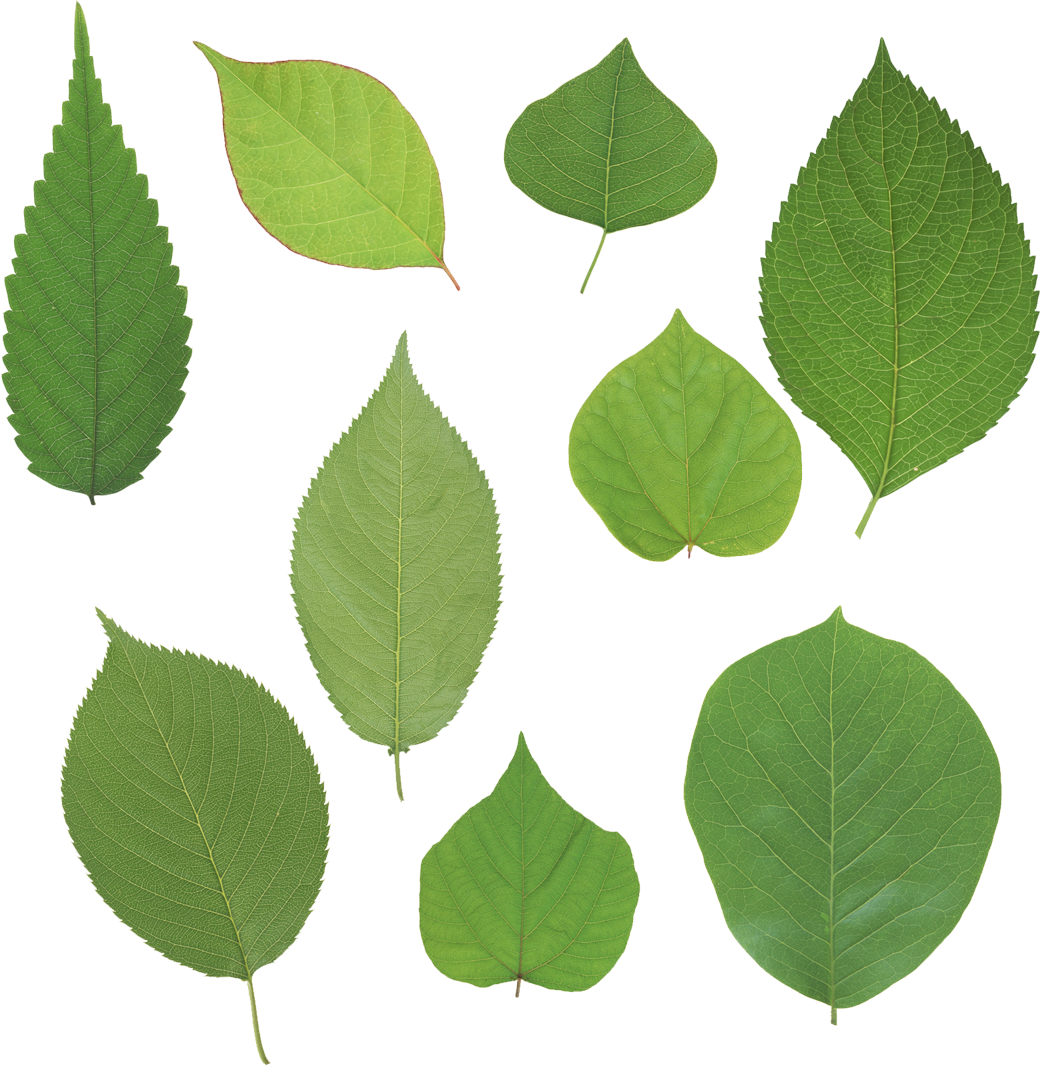 Green Leaves - Листья Сирени Png (1041x1066)