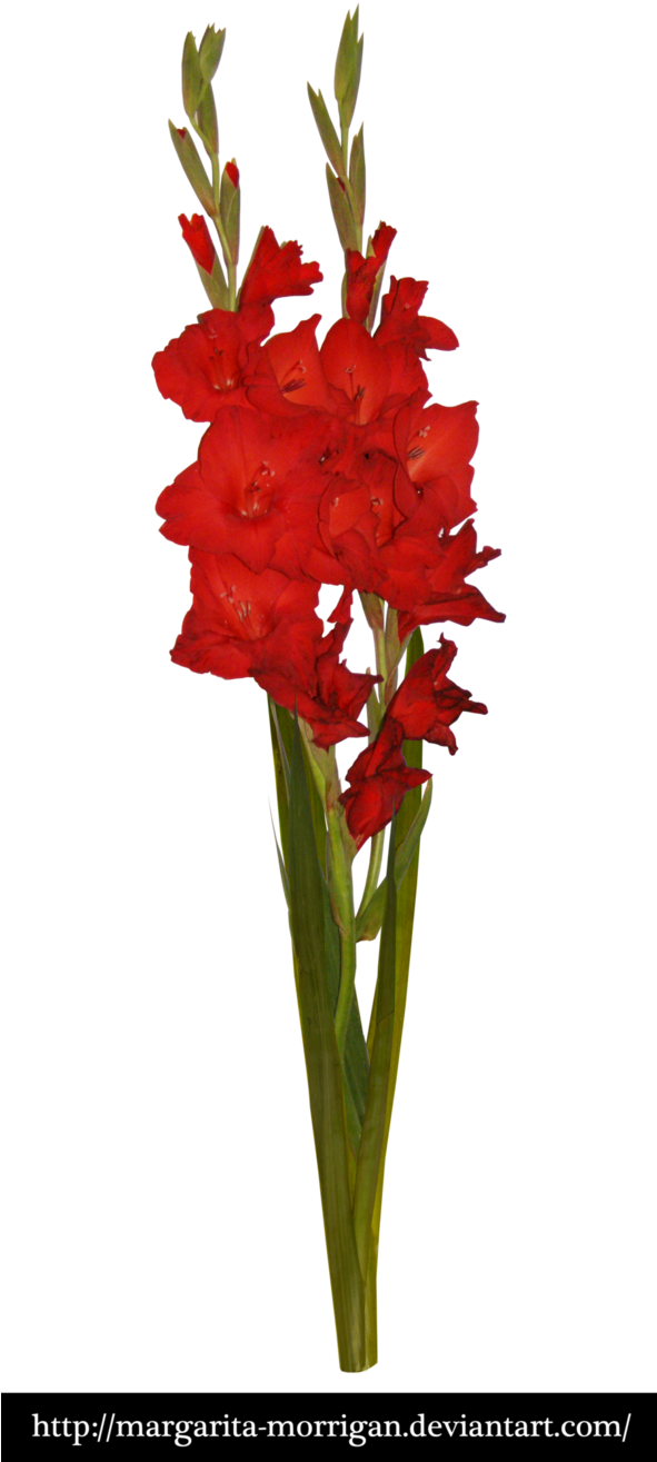 Red Gladiolus By Margarita-morrigan - Red Gladiol Flowers Png (590x1355)