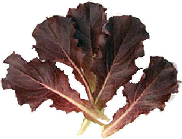 Batavia Red - Red Batavia Lettuce (827x591)