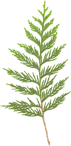 Cedar Branch - Western Red Cedar Branch (308x500)
