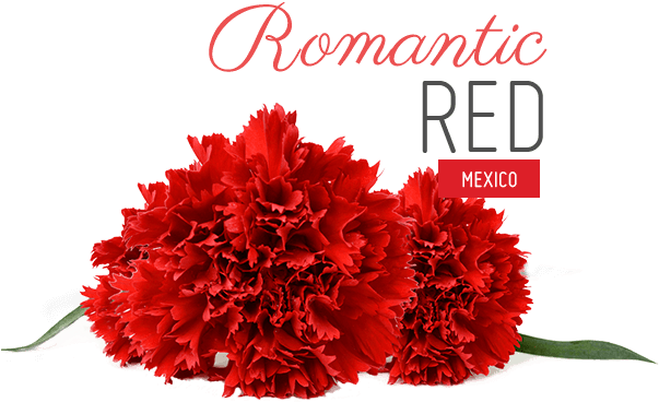 Chiavari Chairs Dressed In Bold Red And White Damasks - Cockscomb (602x474)