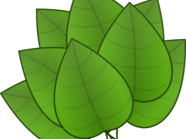 Foliage Clipart Rainforest Leave - Jungle Leaves Clip Art (640x480)