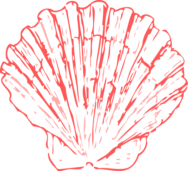 Shells Drawing (600x546)