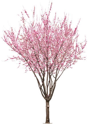 Pink Cherry Clip Art Download - Peach Tree Flower Png (321x434)