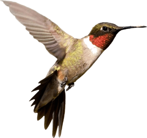 Picture Shows The Flying Bird - Hummingbirds Ma (474x444)