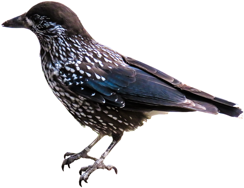 Collection Of Bird Png - Fugl Png (960x674)