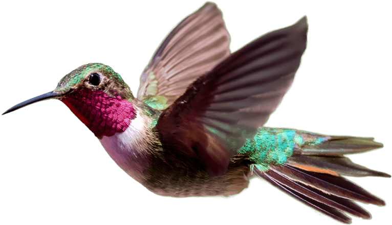 Christopher Tucker Picture - Hummingbird Png (800x644)