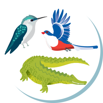 Hummingbird Trogon Alligator - Trogon (360x360)