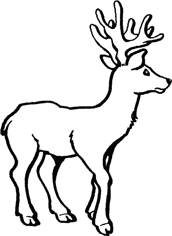 Perfecto Ciervos Para Colorear Para Colorear Patrón - White Tailed Deer Coloring (615x781)