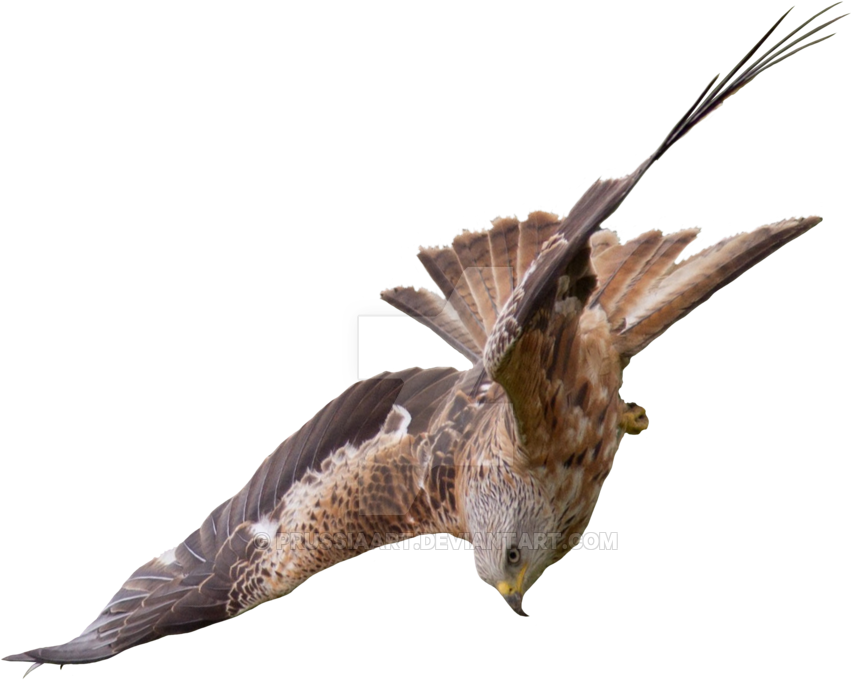 Flight Of A Bird Of Prey Falcon - Bird Of Prey Png (900x900)
