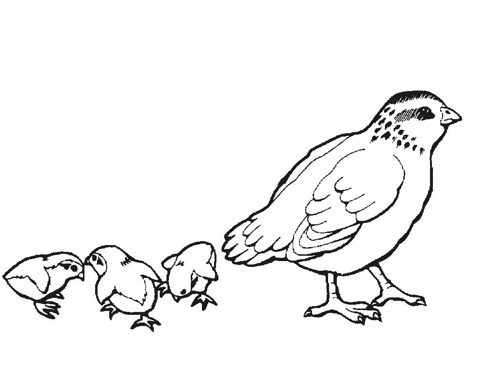 Dibujos Para Colorear De Animales De La Granja Con - Codorniz Dibujo Para Colorear (1024x768)