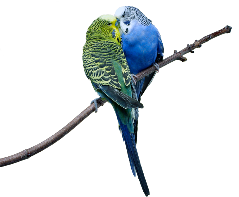Love Birds - Birds Couple (816x703)
