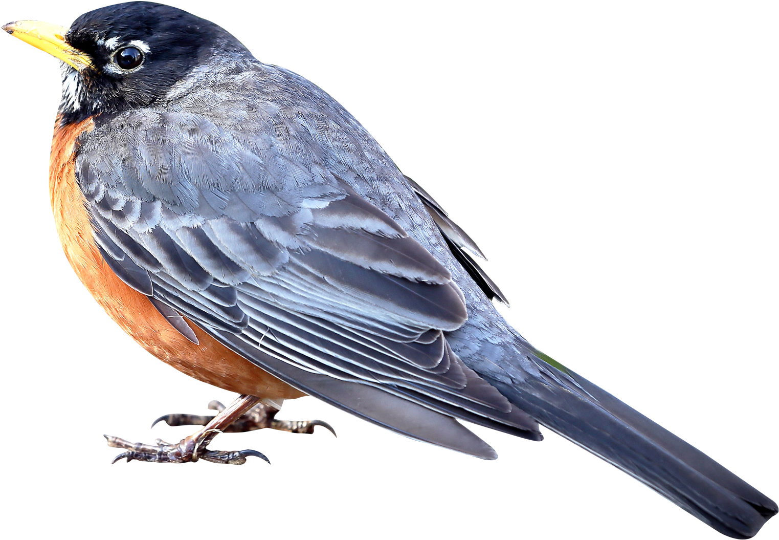 Bird png. Птицы без фона. Птицы на прозрачном фоне. Птицы на прозрачном фоне для фотошопа. Птицы на прозрачном фоне настоящие.
