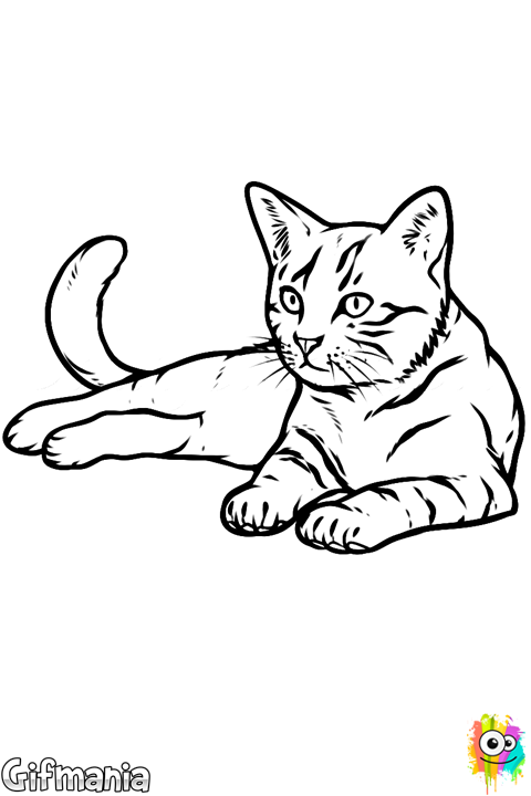 Gato Realista - Drawing Of Cat (480x720)
