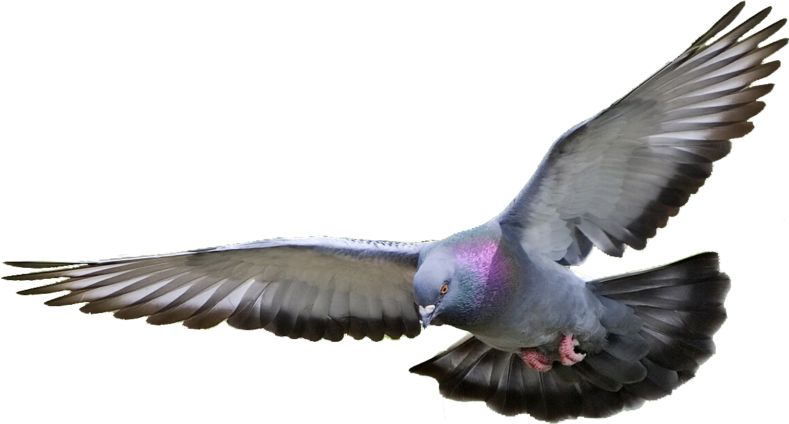Flying Pigeon Png - Pigeon Png (1151x632)