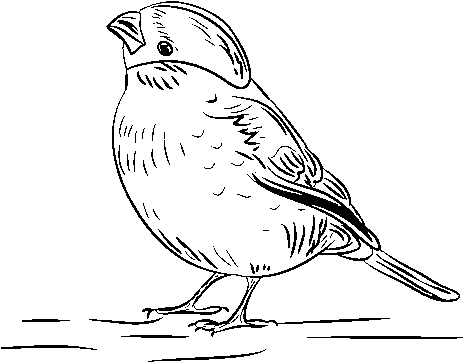 Dibujo De Verdecillo Para Colorear - Sketch (600x470)