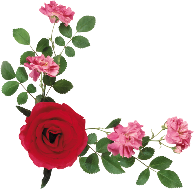 Gimp Rounded Corners Disabled Dating - Flores Rojas Para Decorar Esquinas De Tarjetas (700x684)