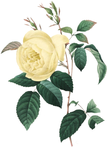 48 - Giclee Painting: Bessin's Rosa Indica: Rosier Des Indes (400x532)
