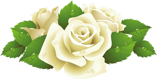 Клипарт Розы На Прозрачном Фоне - White Rose Clip Art Png (650x354)