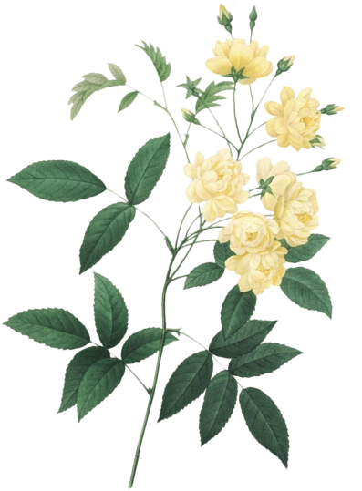 32 - Pierre Joseph Redoute Jasmin (400x548)