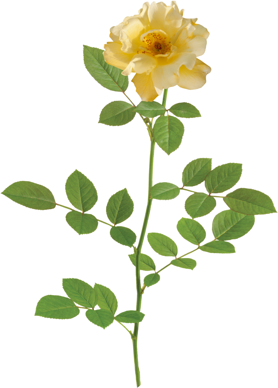 The Lemon Drift® Rose - Hd Small Rose Png (1000x1331)