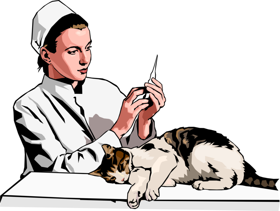 Vector Illustration Of Veterinary Physician Preparing - Domestic Short-haired Cat (926x700)