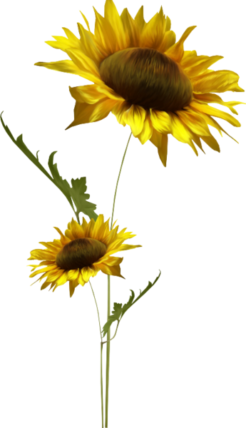 Ayçiçeği Png Resmi Sunflower Png Image - Ayçiçeği Png Resmi Sunflower Png Image (345x600)