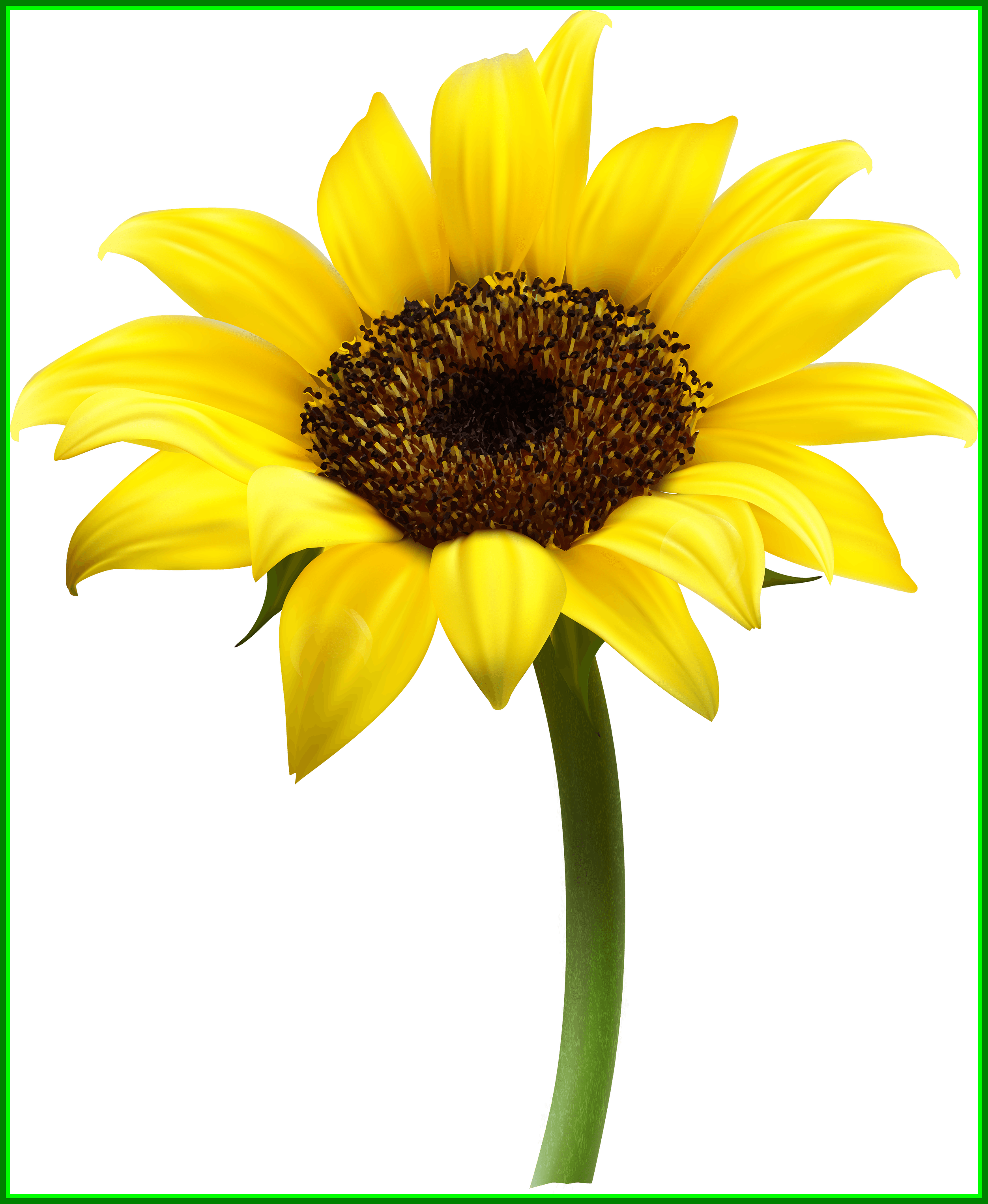 Awesome Sunflower Single Transparent Png Stickpng Pict - Sunflower Png (2504x3050)