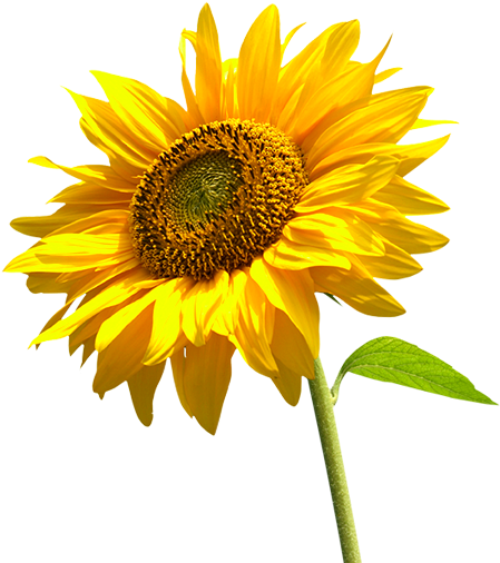 Sunflower Png By Lg-design - Sunflower Png (464x513)