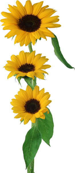 Ayçiçeği Png Görselleri Sunflower Png Images - Girassol Png (262x600)