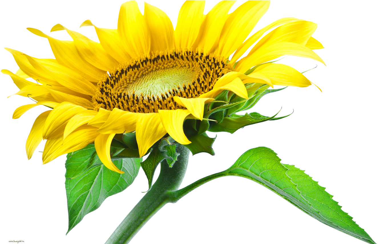 Sunflower Png Images Free Download - Sun Flower Png Hd (1368x855)