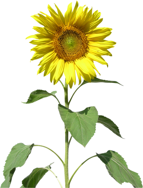 Ayçiçeği Png Resmi Sunflower Png Image - Подсолнух Рисунок (456x600)