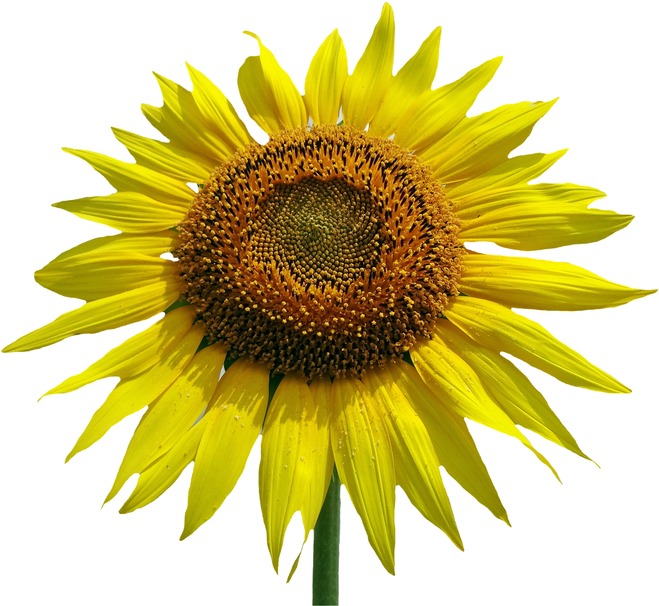 Sunflower Flower Png Image - Portable Network Graphics (1400x1268)