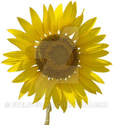 Sunflower Png By Evelivesey - ดอก เยอ บี ร่า สี เหลือง (400x440)
