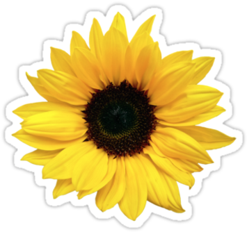 Sunflower Png Tumblr Sunflower Png Tumblr - Wedding (375x360)