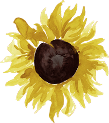 Cropped-sunflower - Sunflower (512x512)