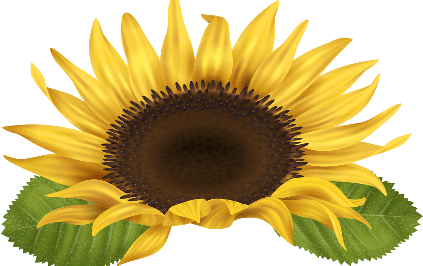 Sunflower Png Clip Art Image Gallery Yopriceville High - Sunflower Borders Free Clipart (1368x855)