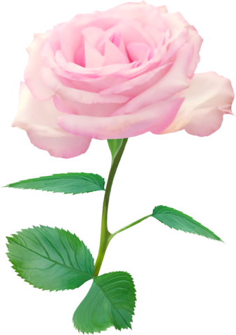 Single Rose Petal Png - Single Pink Roses Png (338x480)