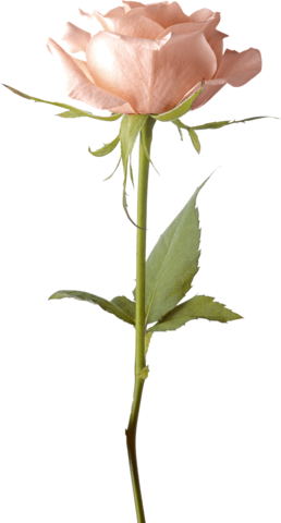 Single Pink Rose Png - White Flower On Stem Transparent (258x480)