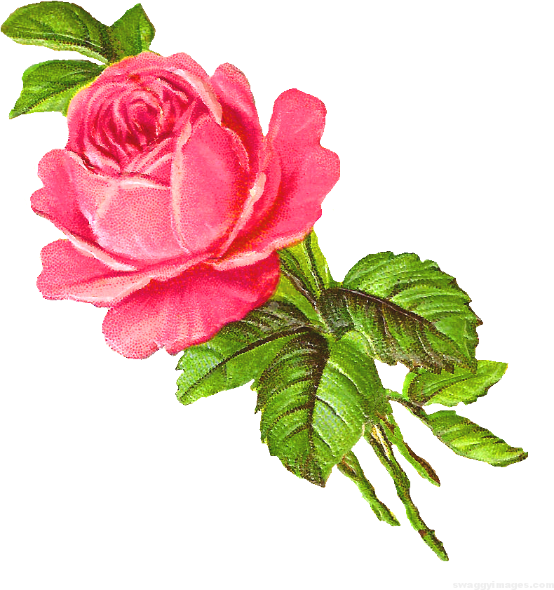 Pink Rose Single Wallpaper Hd - Digital Flower Hd Png (859x945)