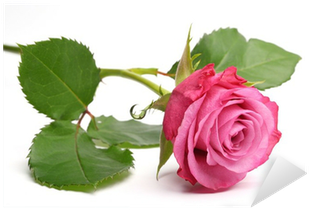 Rose (400x400)