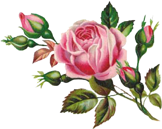 ~vintage Shabby Single Pink Rose With Rosebuds Waterslide - Eid Mubarak With Rose (350x350)